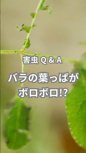 バラの葉がボロボロに…これなに?! #バラ #薔薇 #害虫 #害虫対策