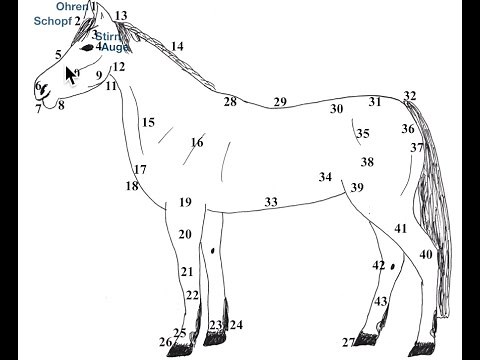 Anatomie des Pferdes