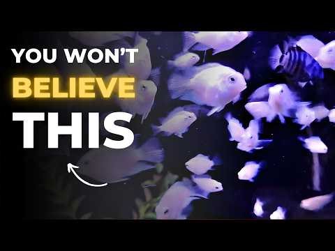 I Raised Them From Babies… Now Look! 😲 | Polar Parrot Fish