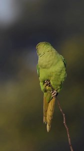 24K views · 6.4K reactions | Rose Ringed Parakeet #parakeets #birds #birdsofpunjab #birdsofindia #birdsofindiansubcontinent #nature #wildlife #wildlifevideos #india #earth | Randeep Singh Wildlife Photographer | Facebook