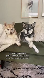 41K views · 1.1K reactions | Mini Husky Proves Male Dogs Are MORE DRAMATIC Than Females! | Life With Klee Kai | Facebook