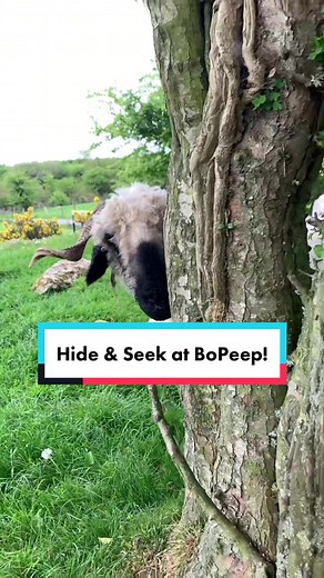 Sheep farming in Ireland