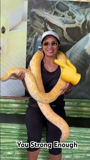 Burmese python (albino) Big yellow Snake took from Bohol Philippines