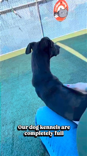 1.3K views · 94 reactions | Not ready to adopt? You can still make a...