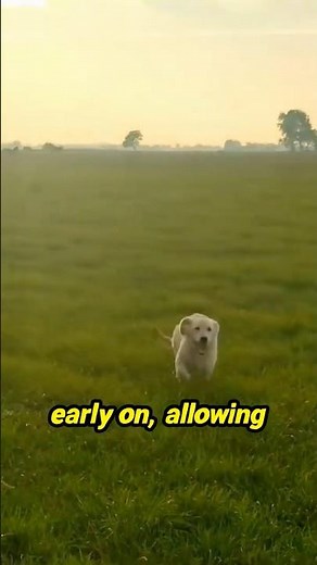 Unlock the Secrets to a Happy, Healthy Golden Retriever!