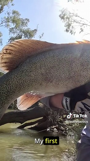 Catch Giant Murray Cod with TT Tornado Spinnerbait