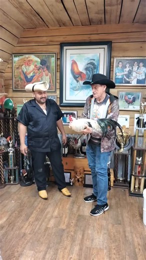 Blackwater Farm #gamefowl #fowl #gamefowlbreeders #blackwater #backyardfarm