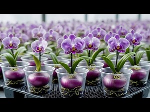 Great tips for propagating orchids with onions, simple and effective
