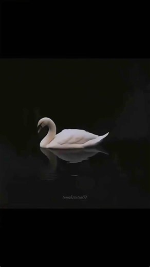 Pure loyalty looks like this 🦢| #emotional #feelings #swan #loyalty #love #relatable