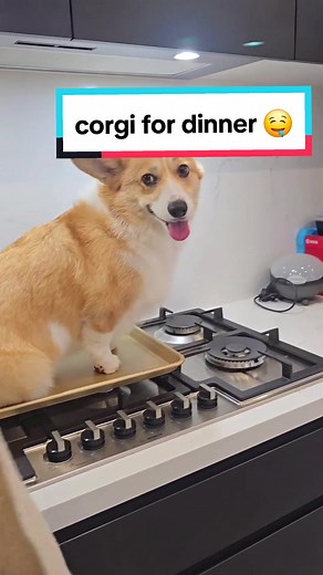 Corgi Cookies: Burnt Food Fail! 😂