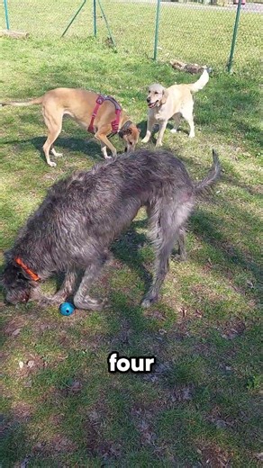 Four Dogs, Zero Stress #dog #dogbehavior