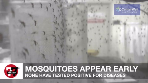 Las Vegas mosquito population set to 'explode' if weather conditions persist