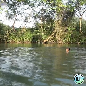 50K views · 601 reactions | Survival skills - find food to meet the super giant papaya fruit - Eat well  | WOW Survival | Facebook