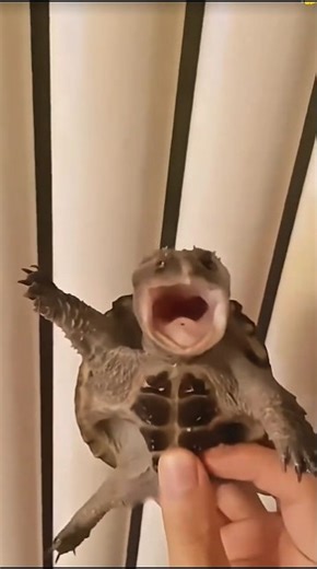 Little Turtle vs Human With ZERO Boundaries 😂🐢