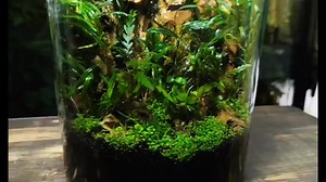 Creating A Flowing Waterfall Inside a Glass Jar! #terarium #paludarium | Terrarium Designs2