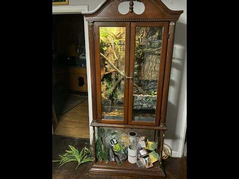 I Turned a Curio Cabinet into a Bioactive Paludarium for a Carpet Python (FULL BUILD)
