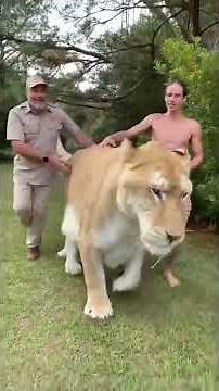 Walking 900 Pound Liger with Jay Prehistoric Pets | Myrtle Beach Safari