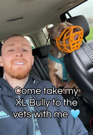Taking My XL Bully to the Vet: A Dog Dad's Journey
