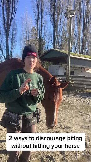 How to Stop a Horse from Biting - 2 Methods Without Hitting