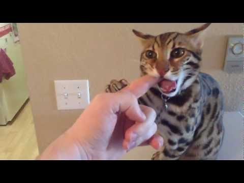 F1 Bengal Hybrid Welcoming Us Home