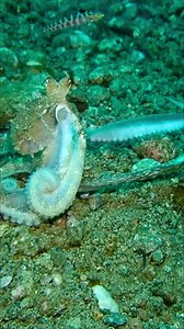 Most octopuses have relatively short lifespans, often just 1-2 years. As a result, they have a limited time to find a mate and reproduce, which can make their mating behaviors quite intense. #octopus #ocean #underwater #bbc | Critter Hunter