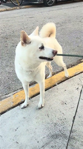 Shiba Inu morning routine will melt your heart #shibainu #morningroutine #cute