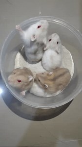 Cinco lindos hámsteres bebés están tratando: video de stock (totalmente libre de regalías) 3851639015 | Shutterstock