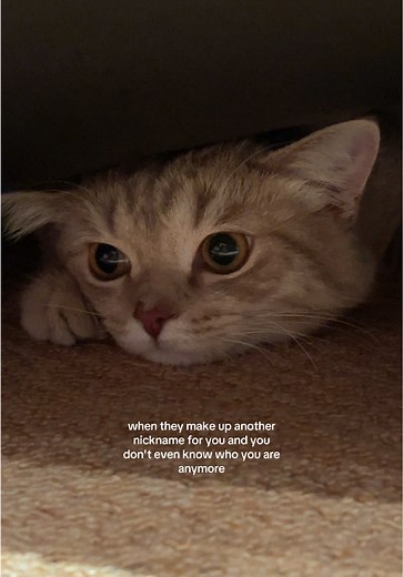 Funny Scottish Straight Cats and Their Nicknames