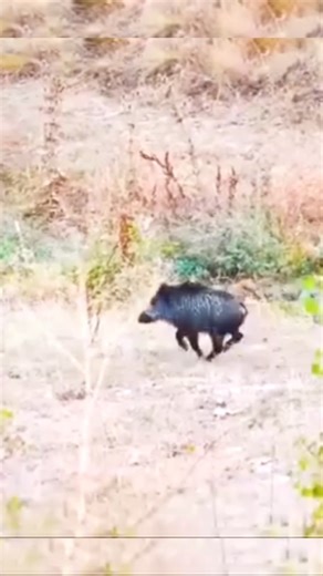 Perfect Headshot on Wild Boar | Intense Hunting Moment You Must See!#WildBoarHunting#PerfectHeadshot