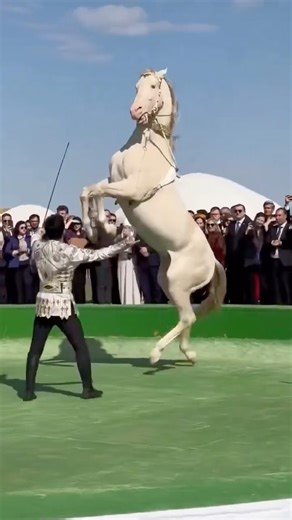 Dünyaya nam salmış Türk Atı: Ahal Teke #turkmenistan #akhalteke #asgabat