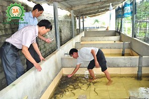 Nuôi lươn trong bể xi măng – Mô hình làm giàu mới của bà con chăn nuôi - Máy 3A - Thiết Kế Và Chế Tạo Dây Chuyền, Thiết Bị Nông Nghiệp, Thực Phẩm, Xử Lý Môi Trường
