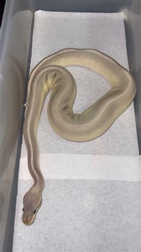 Hypo Everything 😎 #ballpythonmorph #snakeenthusiast #reptilekingdom #foryou #animallovers #viral