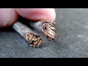 Examining a Fallen Gray Squirrel Nest (Drey)