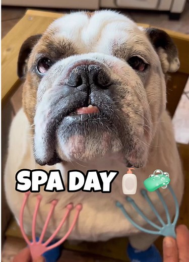 Bulldog Spa Day: Caring for Acute Environmental Dermatitis