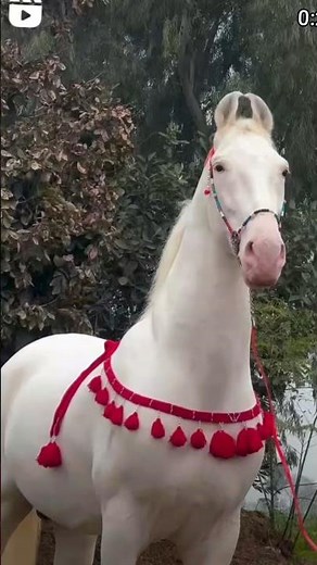 New Horse in pehelwan farm 🐎🙌 #horse #horseriding #shorts