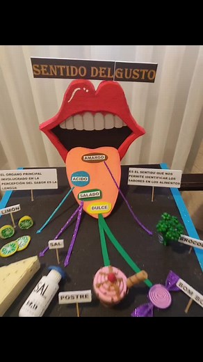 Maqueta del Sentido del Gusto para Escolares