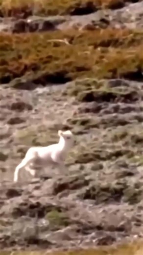 The Life of Birds | An eagle hunted down an entire baby goat!