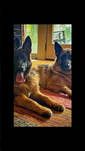 My German Shepherds are For My Protection?