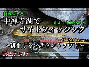 中禅寺湖でサイトフィッシング 〜徘徊するブラウントラウト〜