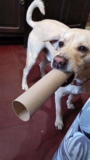 #viral #asmr #amazing #asmrsounds | ASMR