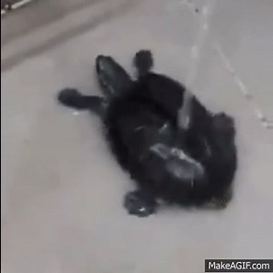 Dancing Turtle on Make a GIF