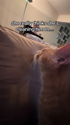 Blind Cat's Cleaning Moment