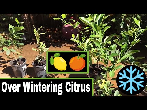 Preparing Citrus Trees (Lemon and Orange) For The Indoors Over Winter!