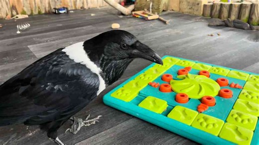 We’re Not Kidding… Crows Are Smarter Than Most Dogs!