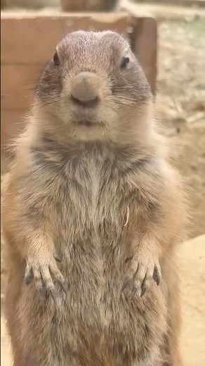 【東山動植物園公式】マルチタスクなプレーリードッグ《 オグロプレーリードッグ プレーリードッグ 》#shorts