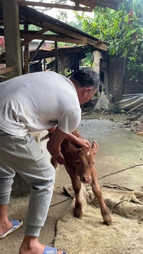 Proses Imunisasi Pada Anak Sapi Pascalahiran