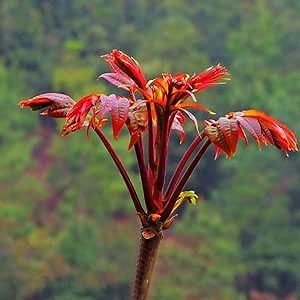Chinese Mahogany Live Plant Tree Seedings,14-17inch Height Chinese Red Toon Tree Great for Home and Garden Yards Planting
