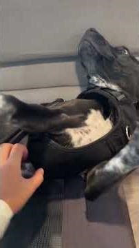 How to Stop Excited Jumping When Guests Arrive