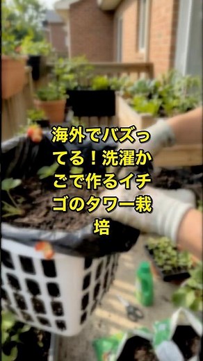 海外でバズってる！洗濯かごで作るイチゴのタワー栽培