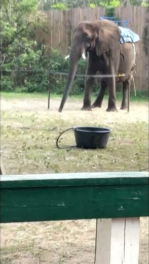 An Elephant Dancing to the Beat 🐘🎶